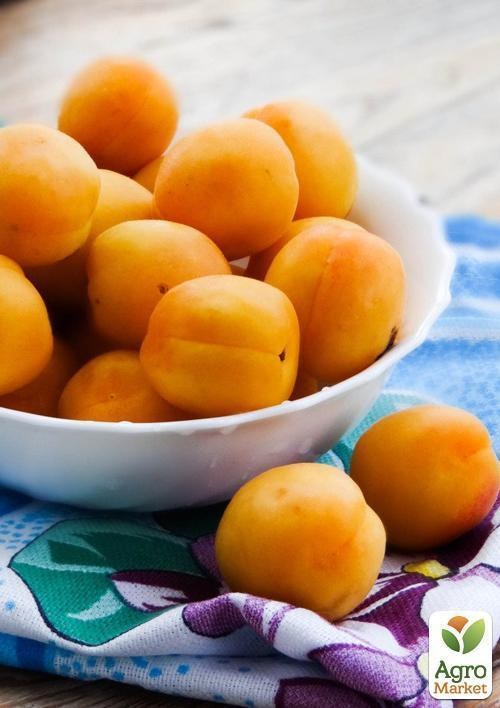 Абрикос "Мелитопольский поздний" - фото 2