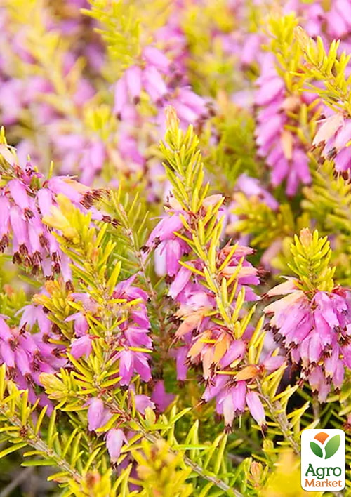 Еріка "Eva Gold" вазон Р9 - фото 2