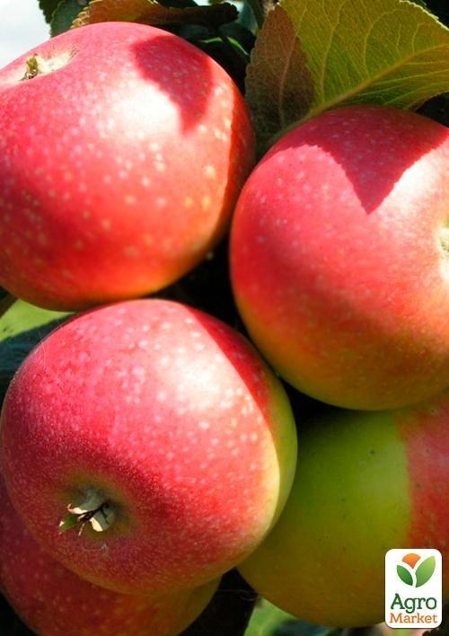 Яблуня "Олена" (літній сорт, ранній термін дозрівання)