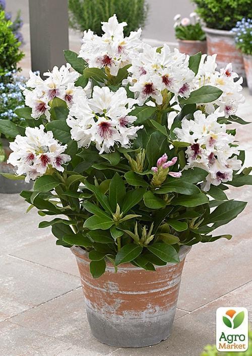 Рододендрон "Calsap" 4-х летний (белый)