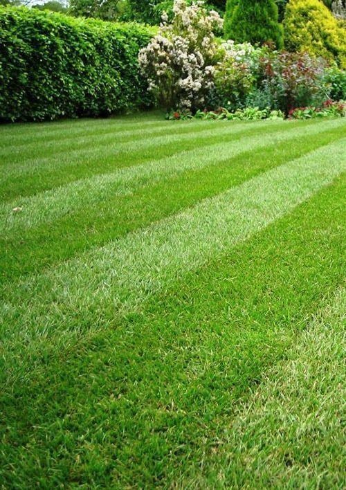 Газон "Ліліпут" ТМ "Green Fiеld" 10кг - фото 3