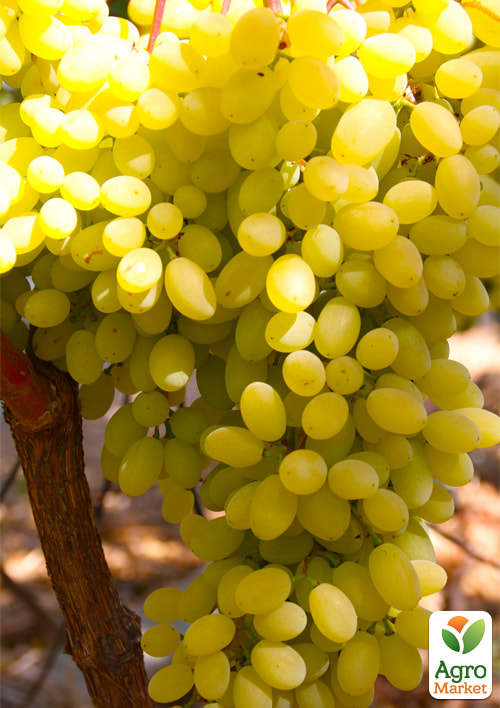 Виноград кишмиш "Гелиодор" (укорененный саженец в контейнере) - фото 5