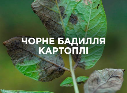 Чому чорніє бадилля у картоплі та як з цим боротися?