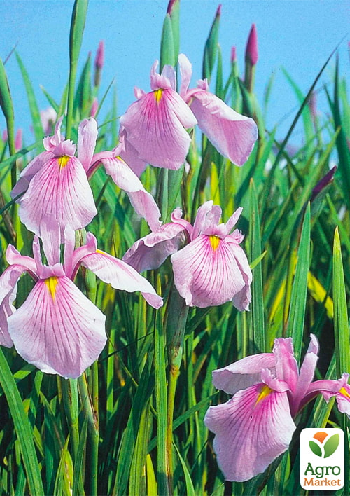 LMTD Ирис гладкий (нимфея) "Laevigata Rose Queen"   - фото 5