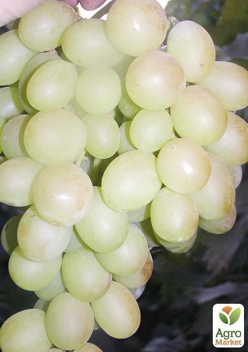 Виноград "Рафинад"