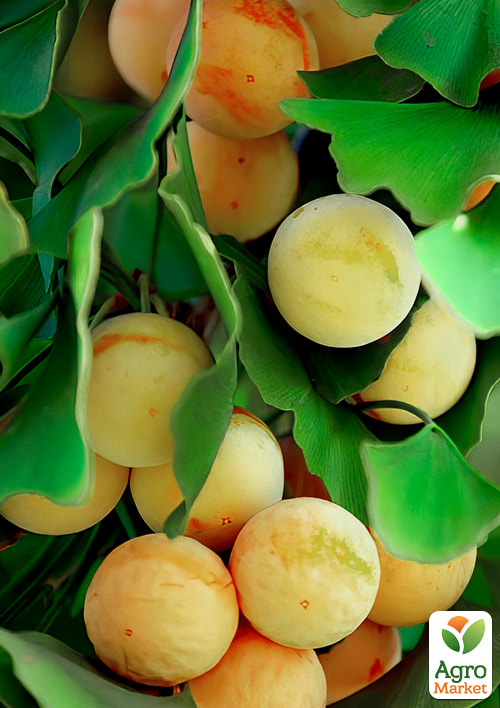 LMTD Гінкго Білоба (висота 20-30см) - фото 8