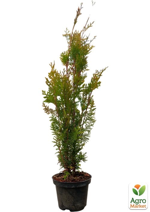 Туя складчатая "Kornik" С3, высота 50-60 см - фото 5