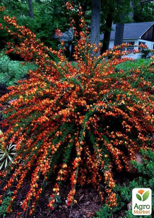 Ракитник Cytisus Scoparius "Andreanus" - фото 2