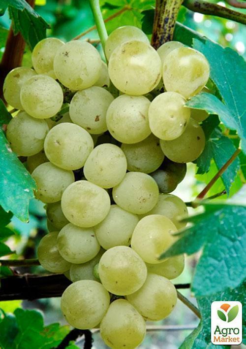 Виноград "Променистий" (ранньо-середній термін дозрівання, тривалий термін зберігання) - фото 4