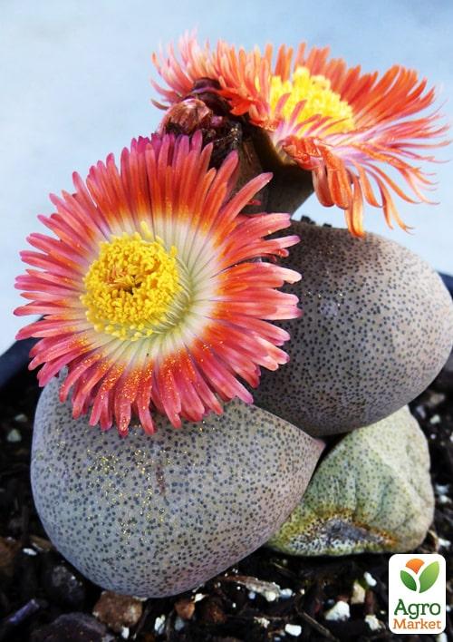 Литопсы "Живые Камни" (Levend Steenje) - фото 6