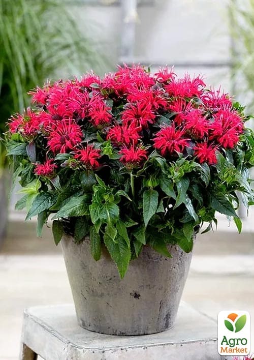 Бергамот (Монарда) "Red Joy" - фото 3