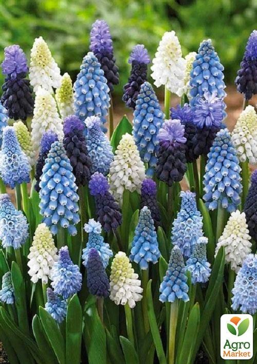 Мускарі "Mix"