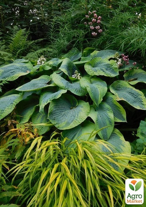 Хоста гибридная "Frances Williams", С3 - фото 4