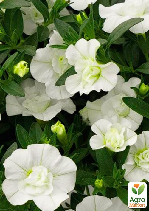 Калибрахоа Neo "Double White Elegance" (контейнер №10, высота 10-15см) - фото 3