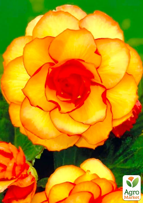 Бегонія "Пікоті" 1 шт