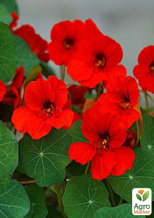 Настурция "Красный блик" (в банке) ТМ "Весна Органик" 5г