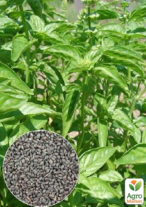 На развес Базилик зеленый ТМ "Весна" цена за 3г