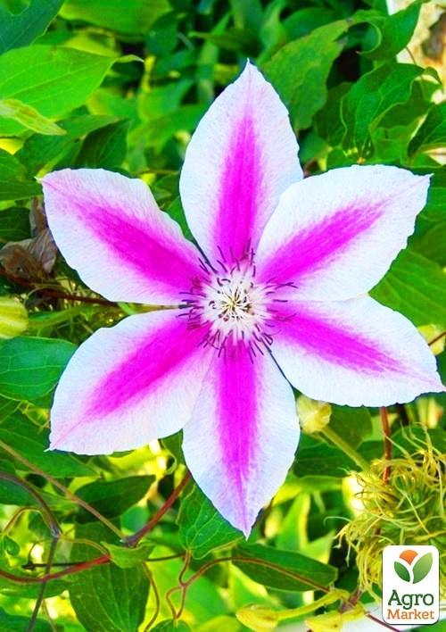 Клематис "Capitaine Thuilleaux" - фото 5