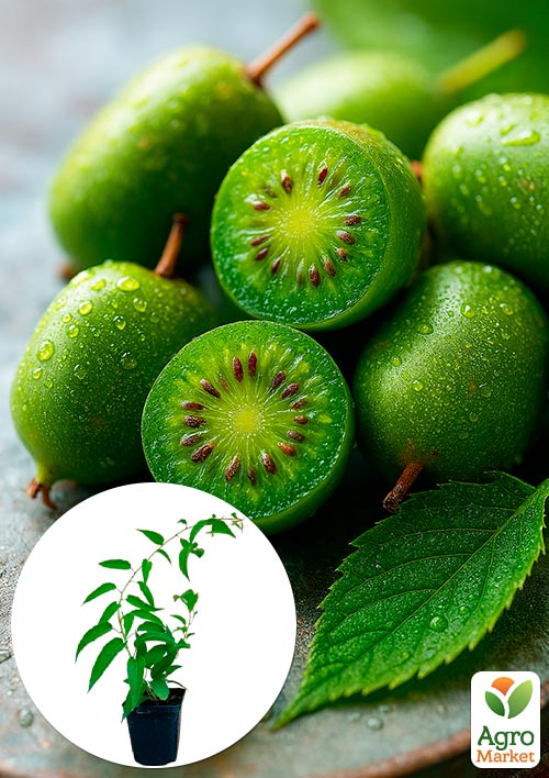 Актинидия "Римма" (мини-киви, морозостойкий сорт, поздний срок созревания) 