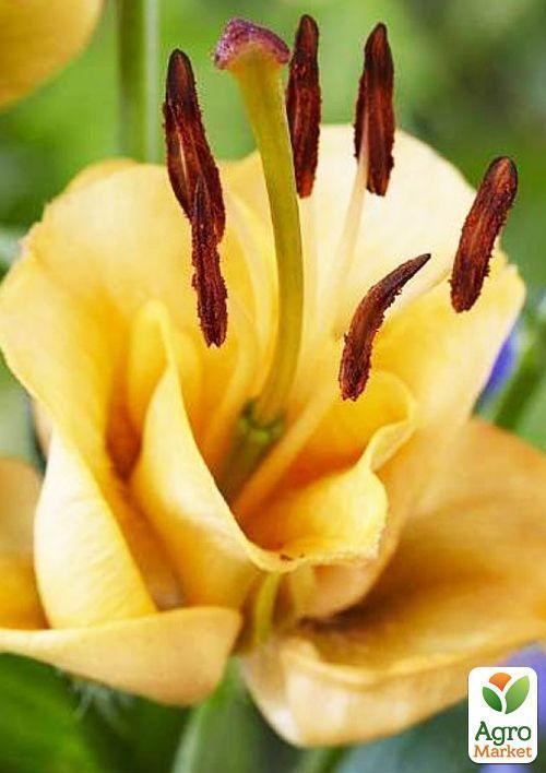 Лілія "Apricot Fudge" (Лілія-троянда) 1шт в упаковці - фото 6