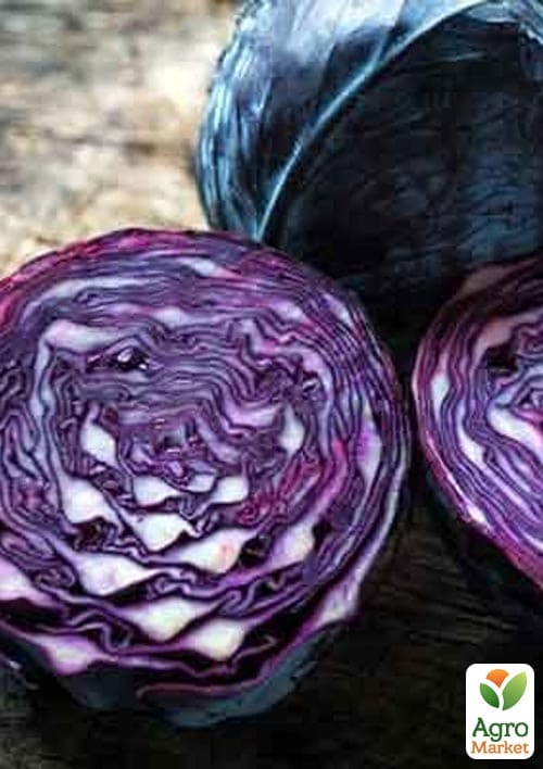 Капуста червонокачанна "Футурима F1" ТМ "Beste Kern" 20шт - фото 3
