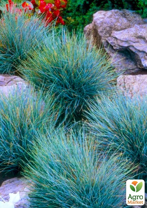Овсяница сизая "Azurit" вазон С2, высота 15-30см - фото 2