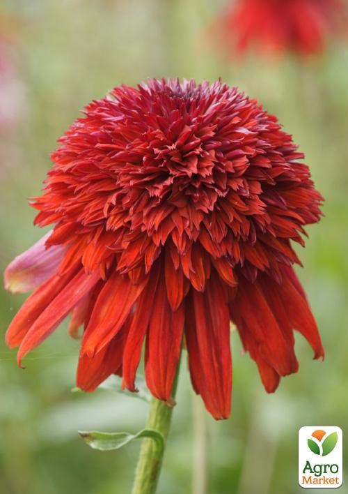 Эхинацея "Eccentric" - фото 3