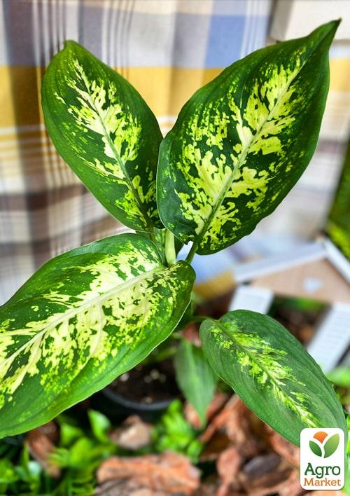 Дифенбахія (Dieffenbachia) "Compacta" - фото 5