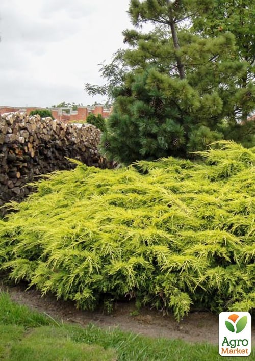 Ялівець середній "Old Gold" С10 діаметр 50-60 см - фото 2