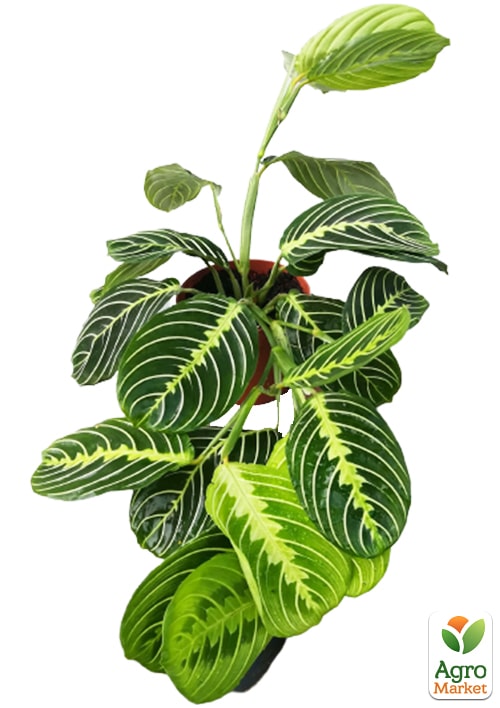 Маранта "White Streep" - фото 7