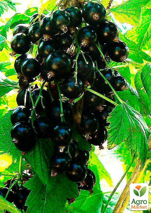 Смородина на штамбі "Тітанія" (Titania) (середній термін дозрівання, один з найбільш стійких сортів до захворювань) - фото 4