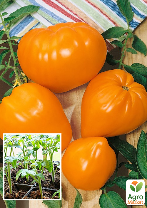 Рассада Томат «Бычье сердце оранжевое» (фермерское взращивание)