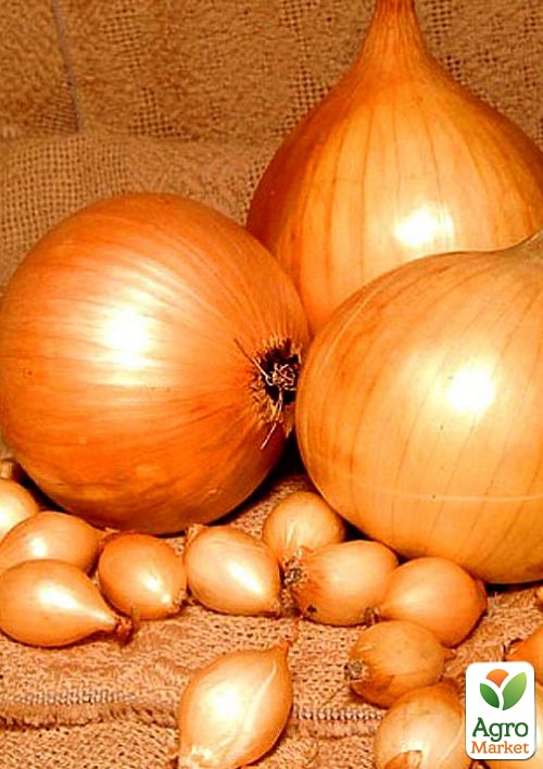 Голландский лук-севок 0.5кг (арбажейка) ранний, желтый "Центурион"
