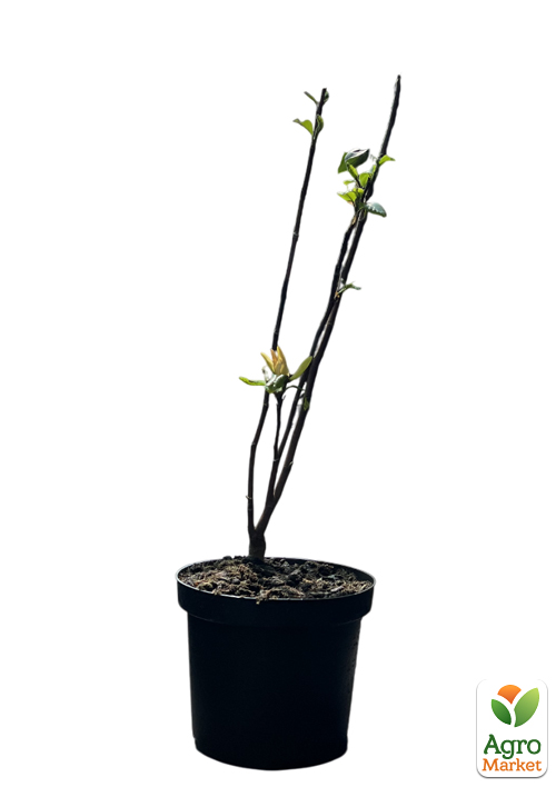 Магнолия 4-х летняя "Sunspire" (высота 80-100см) - фото 2