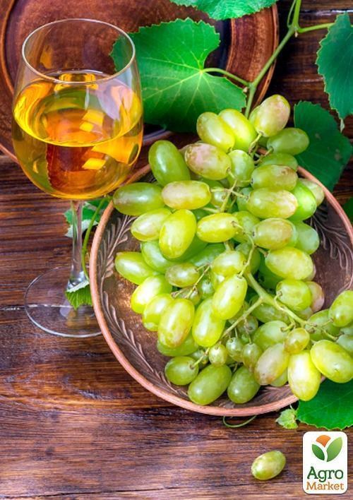 Виноград "Віва Айка"