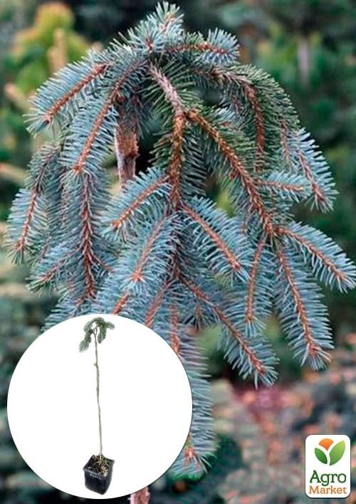 Ель колючая на штамбе "Glauca Pendula" С3, высота 40-50см