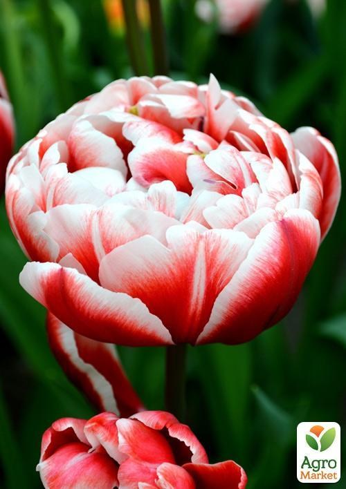 Тюльпан "Drumline" 2шт в упаковці