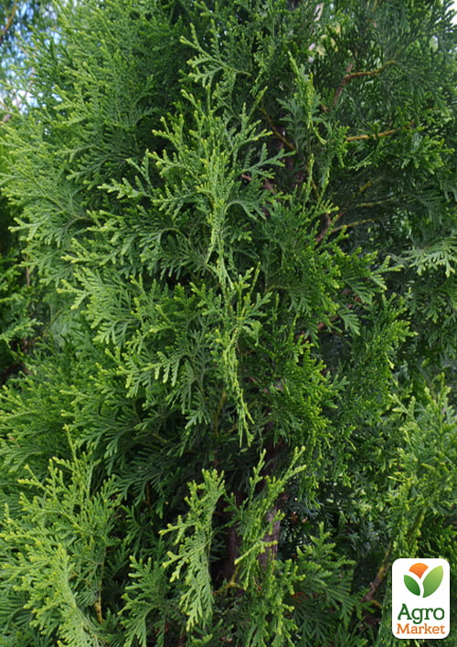Туя восточная "King of Brabant" (вазон P9, 12-15см) - фото 2