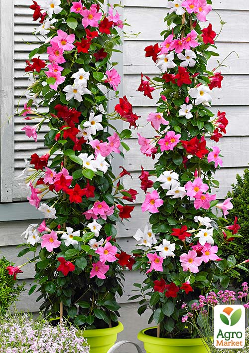 Дипладенія (Mandevilla) "Jasper Velvet Red" (квітуча ліана) - фото 6