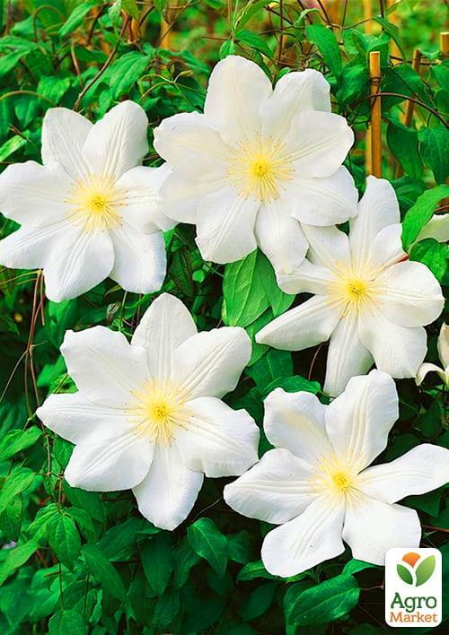 Клематис "Marie Boisselot" - фото 6