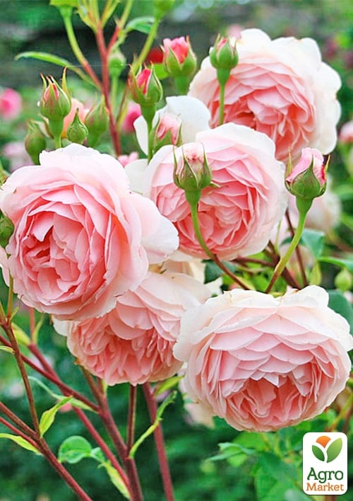 Роза английская "The Alnwick Rose" (саженец класса АА+) высший сорт