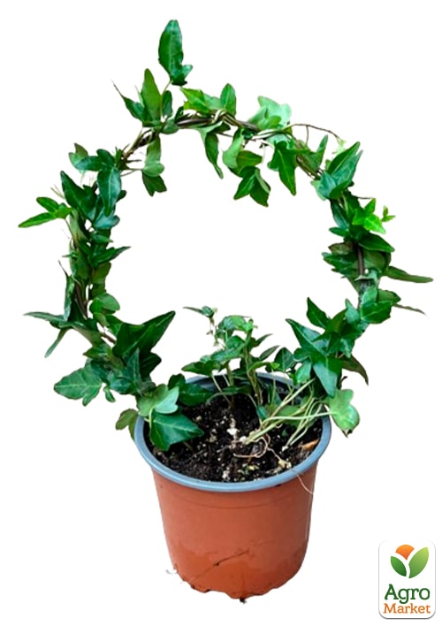 Плющ кімнатний "Shamrock" (арка) - фото 7