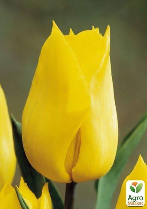 Тюльпан "Yokohama" (размер 10/11 , крупный) 3шт в упаковке