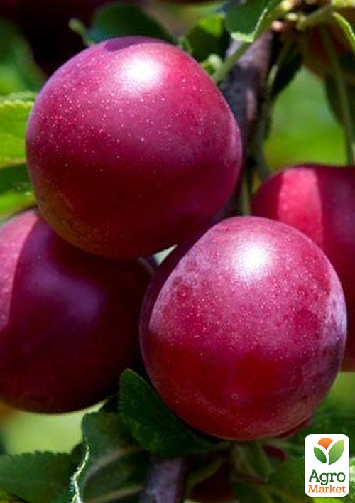 Сливово- вишневый гибрид "Компас" 1саженец в упаковке.