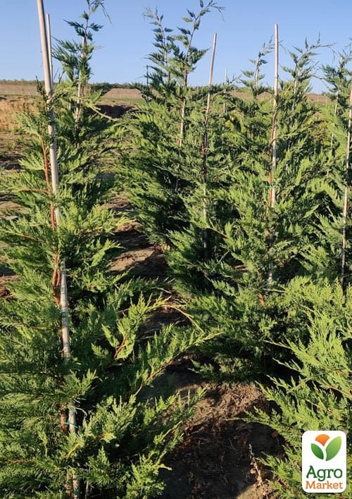 Купрессоципарис Лейланда (Cupressocyparis leylandii) С3, высота 40-60см - фото 2