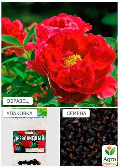 Півонія "Древовидна" (червона) (Зипер) ТМ "Весна" 7шт - фото 4