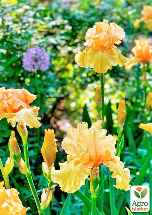 Ирис бородатый крупноцветковый "Dance Til Dawn"   - фото 2