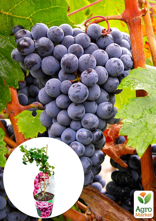 LMTD Виноград "Cabernet Franc" (сортовой, укорененный)