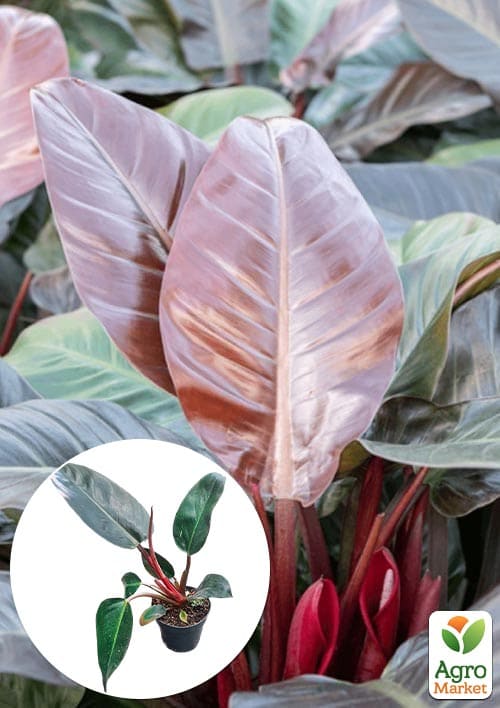LMTD Філодендрон "Imperial Red" висота 30-40см