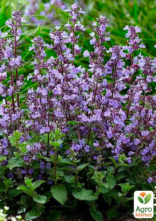 Котовник "Junior Walker"(Nepeta  faassenii)